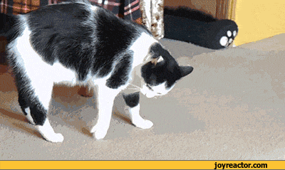 gif-cats-Somersault-731344.gif