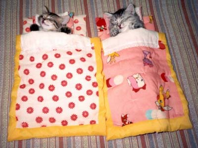 cat-camping.jpg