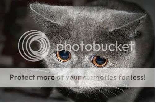 sadcat1.jpg