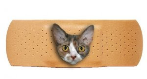 daisybandaid.JPG