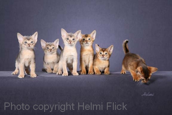 Six-abyssinian-kittens-one-spoiler-1.jpg