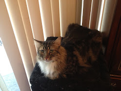 VzBhmv7V8GaQ8WnglSl-1wJu_EslGNmlcrQVLhdXG-U=w248-h186-p-no