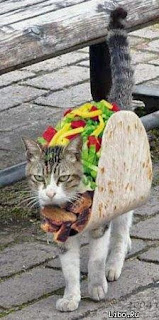 cat+taco.bmp