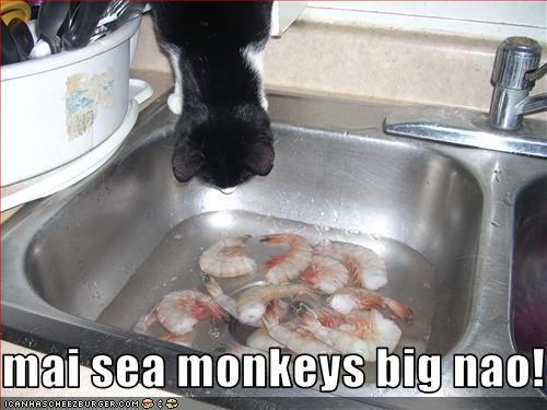 cat-has-shrimp-in-sink.jpg