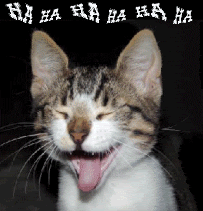 CatLaughGIF-1.gif