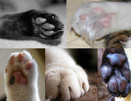 pawcollage%202.jpg