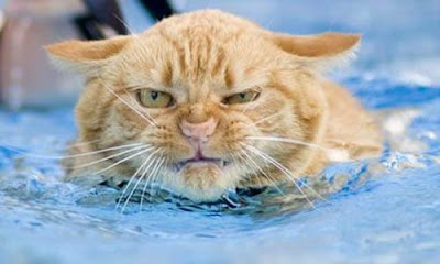 swim+cat.bmp