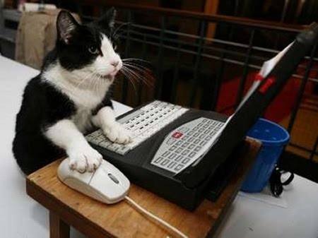 cat%2520typing.jpg