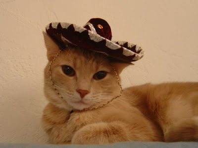 sombrero-cat-32.jpg