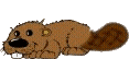 beaver-animated.gif