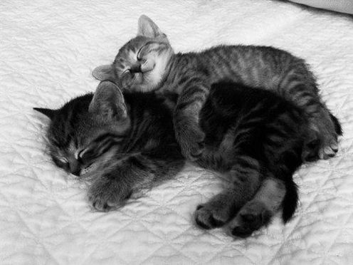kitten-hugs.jpg