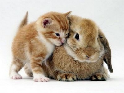 cat-rabbit-lookalike-400x300.jpg