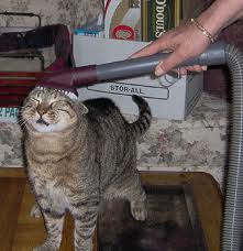 vacuum.cat.jpg