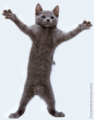 catdance.gif