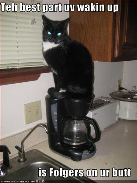 funny-pictures-coffee-cats-copy-6.jpeg