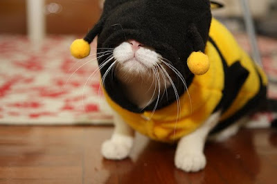 catbee.jpg