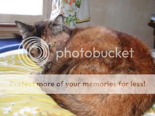 January292012Myrtlespresentscats015.jpg