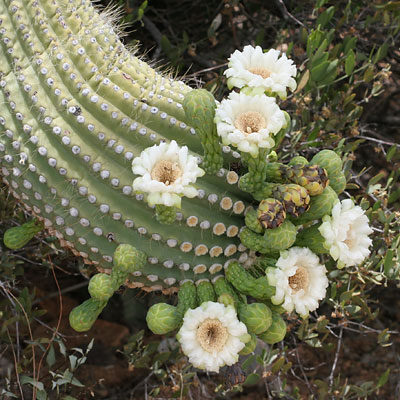 saguaro-flowers.jpg