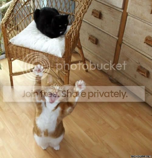 happy-shouting-cat.jpg
