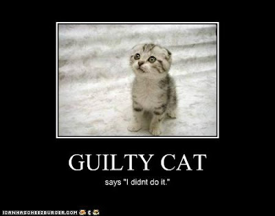 guilty+cat.jpg