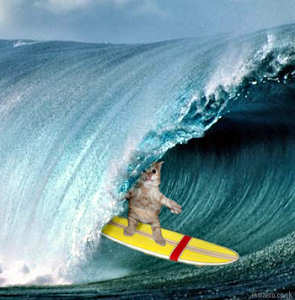 SurfCatMO.jpg