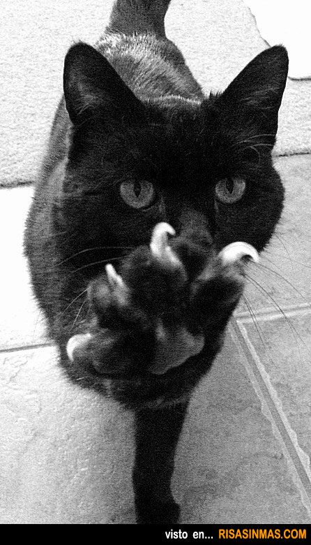 9dbc62e8d95534565d2b3f6a072e2645--high-five-le-chat.jpg