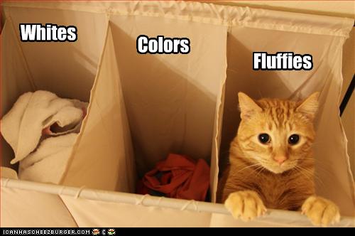 funny-pictures-cat-is-sorted-with-laundry.jpg