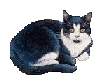 mini-graphics-cats-791290.gif