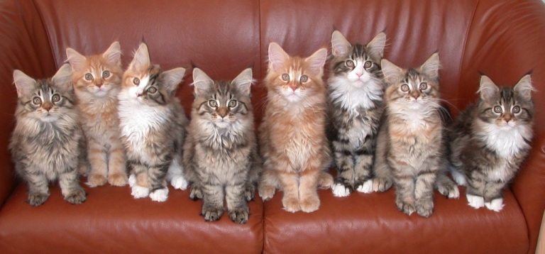8kittens_12weeks.jpg