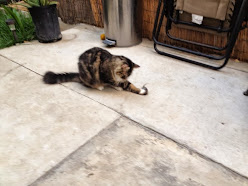 FP0CNV4e7yJoSYaYfS0ur3Z2DjAuuID75VatQ3-zz3Q=w248-h186-p-no