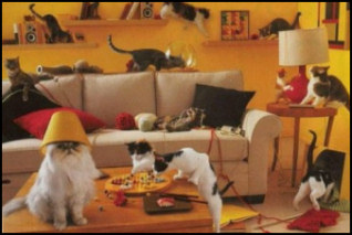 cats_playing.jpg