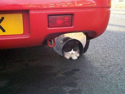 exhaust-ed-cat.jpg