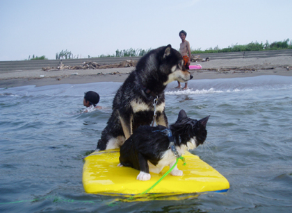 surfcat_dog.jpg