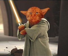 cat-cat1.jpg
