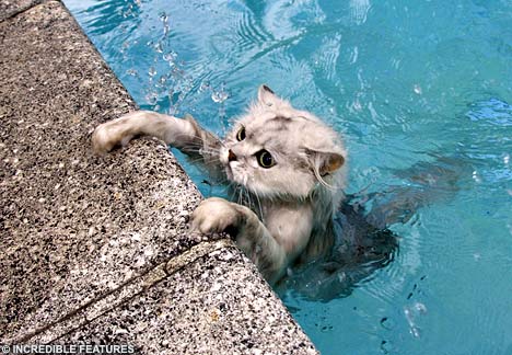 Cat3IF1203_468x324.jpg