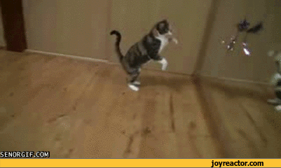 balloon-kitten-animals-water-905848.gif