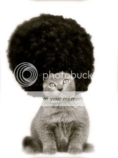 catfros-6.jpg