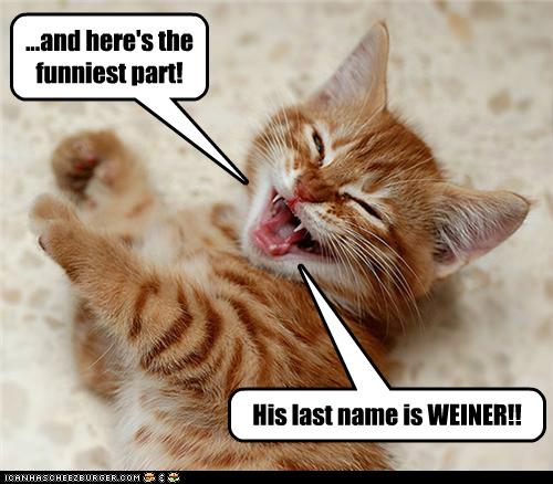 weiner-cat.jpg