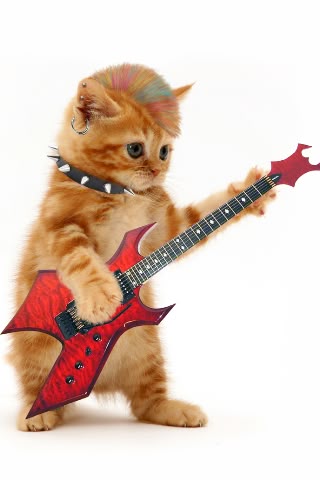 506b96a844995a67059a2658c14981ea--funny-pets-funny-animals.jpg