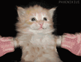 mitten_kitten01.gif