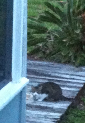 ONXpLlgHSjVxnfQwuzPmS-NkivOuPWa_Ii8xpRzMAKo=w338-h487-no