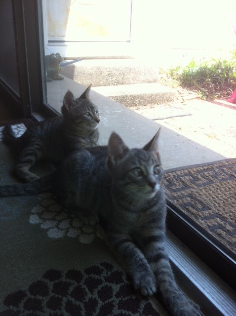 eL8qHOQZbZMSLmd3NSWzlpuz6Mtk0Ct3QzYp-Jml2KU=w478-h640-no