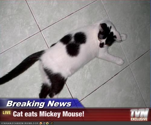 Mickey+cat.jpg