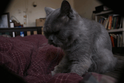 tumblr_l9ydv9jMIf1qcwuiho1_250.gif