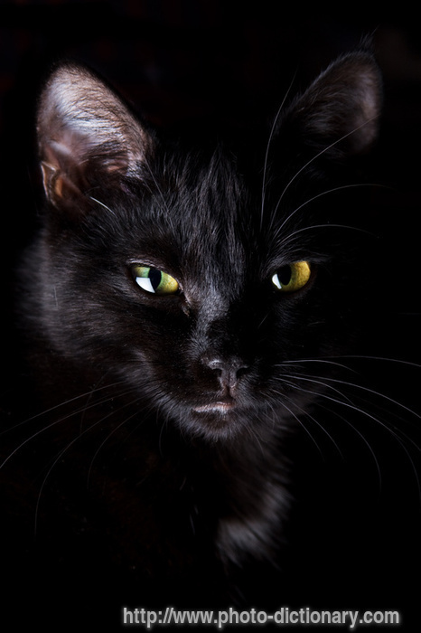 4425black_cat.jpg