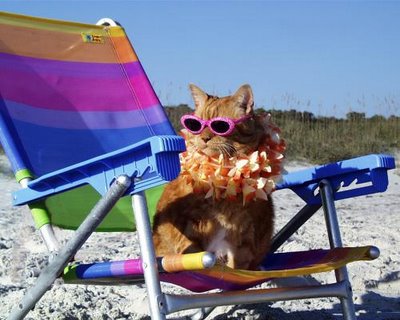 cat-on-beach1.jpg