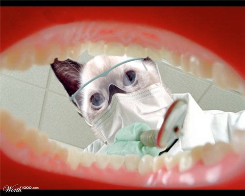 funny-dental-photo-i142-kitty_cat_dentist.jpg