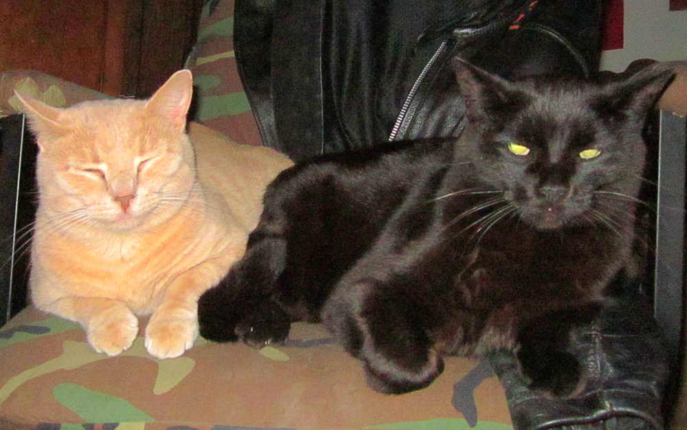2cats.JPG