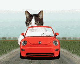 CatDrivesCar.gif