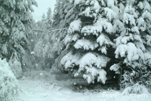 forestSnow.gif